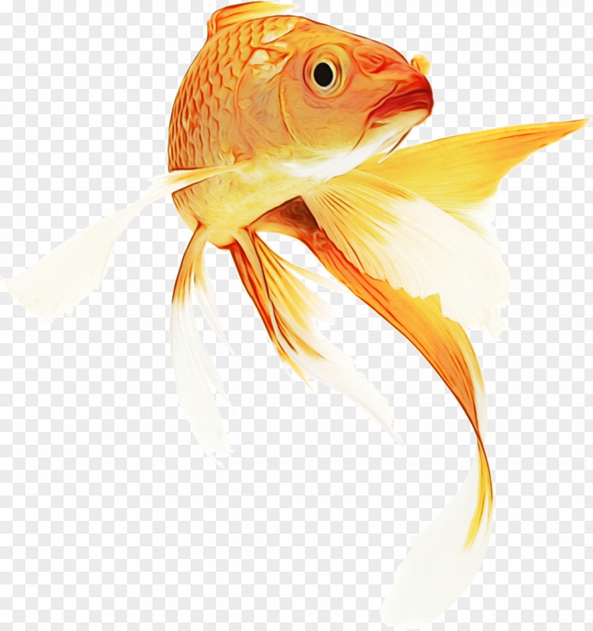 Feeder Fish Bonyfish Cartoon PNG