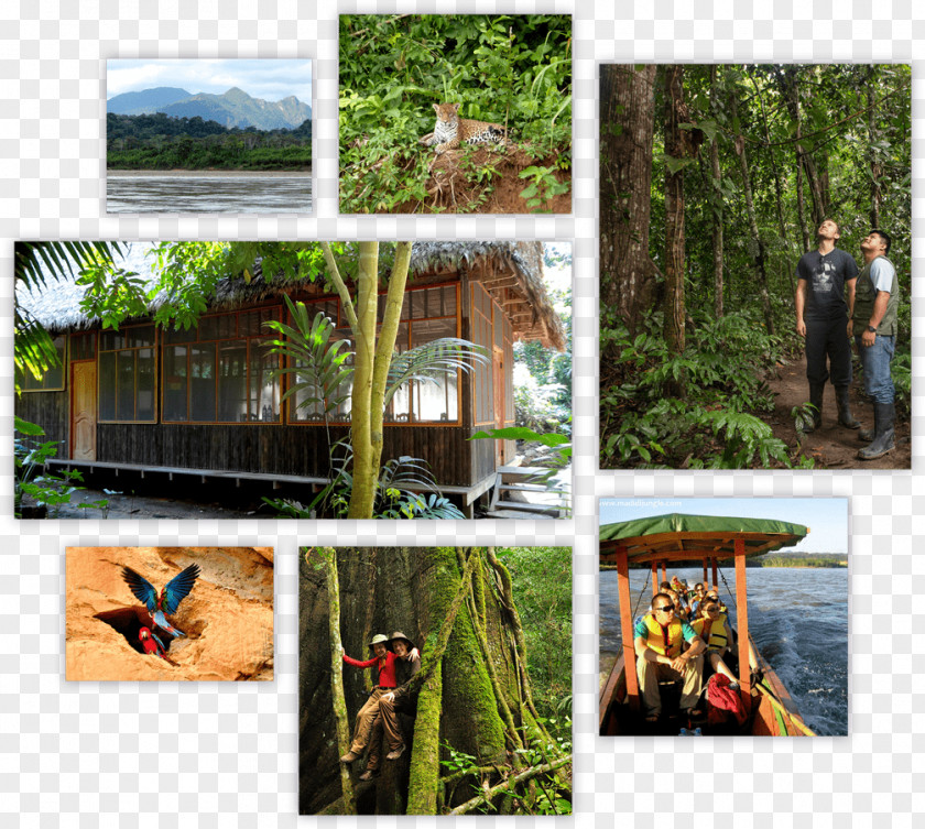 Park Beni Department Madidi Jungle Ecolodge National Protected Area PNG