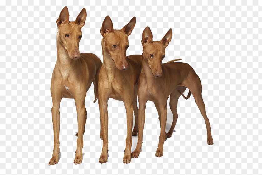 Pharaoh Hound Serbian Tricolour Treeing Walker Coonhound Black And Tan Dunker PNG