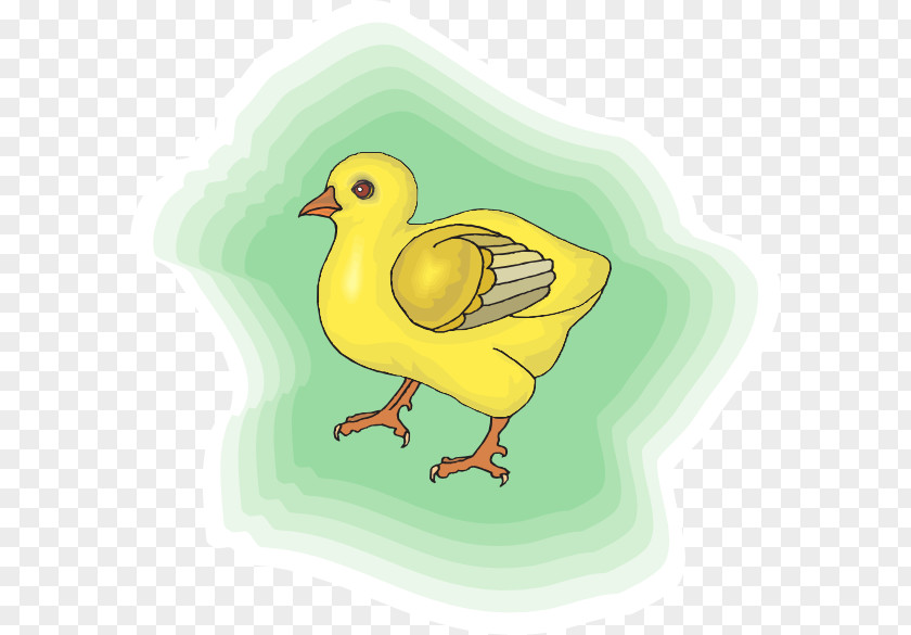 Baby Chick Chicken PNG