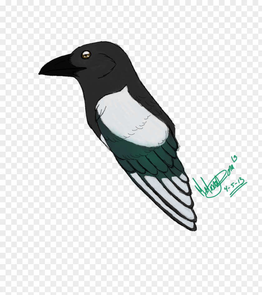 Bird Beak Feather Wing PNG