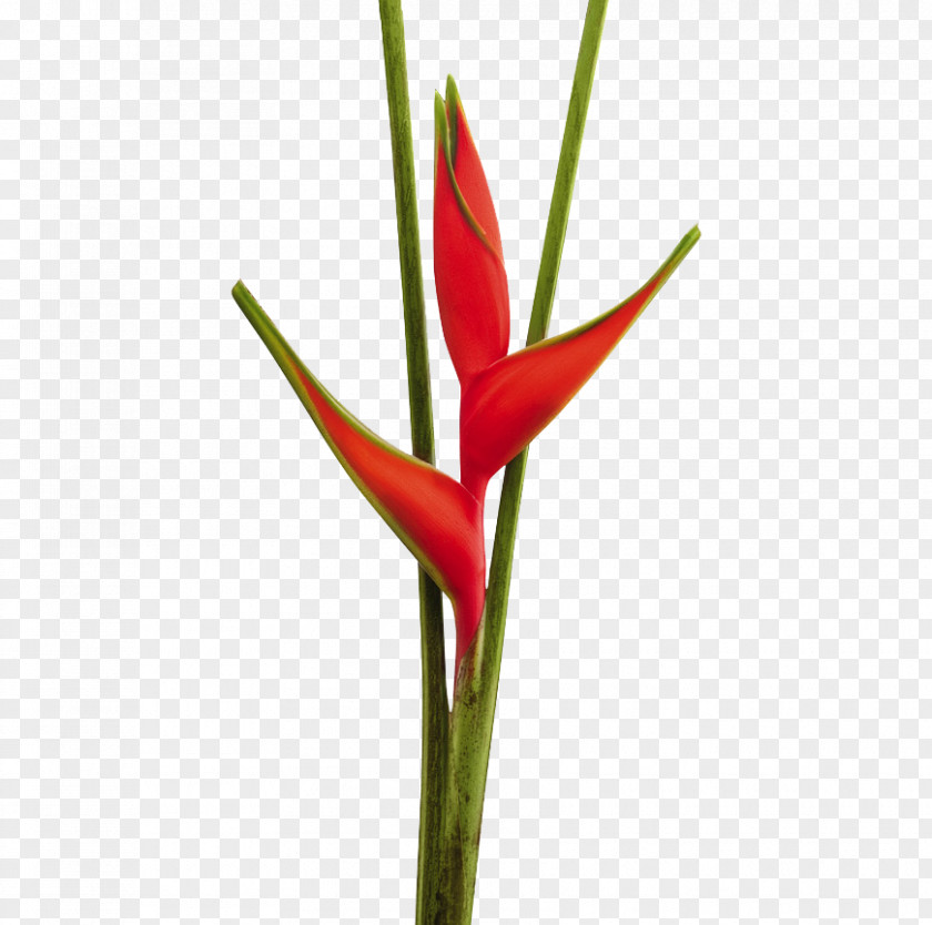 Flower False Bird Of Paradise Cut Flowers Bract Bud PNG