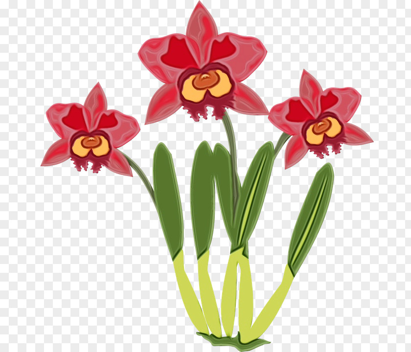 Laelia Wildflower Cattleya Orchids Drawing Flower Computer PNG