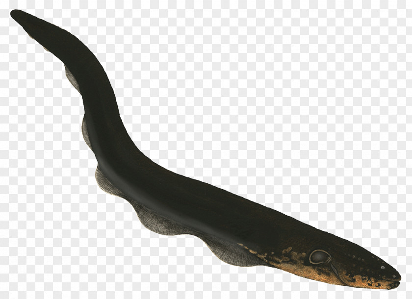 Look Electric Eel Fish Electricity PNG
