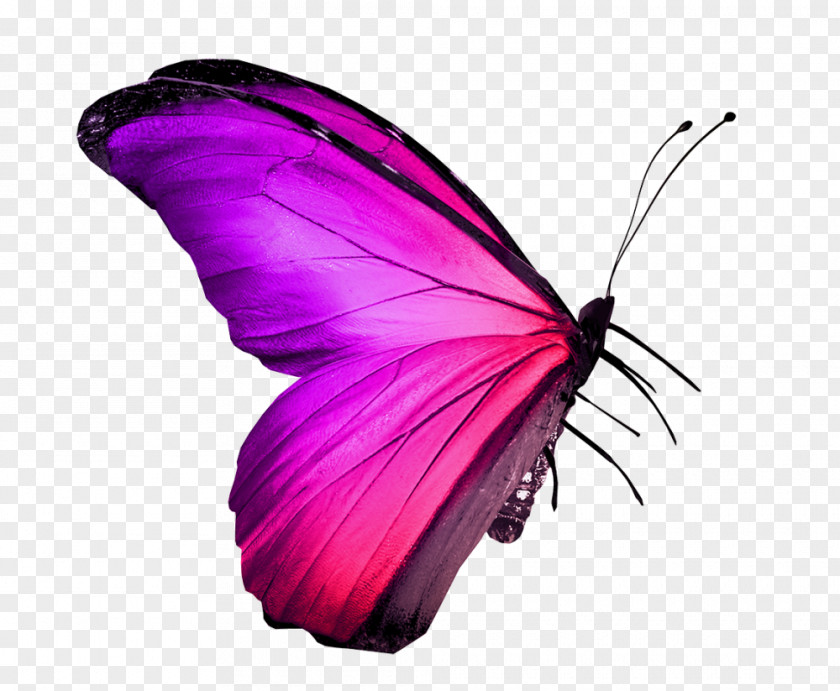 Pink Butterfly Insect Stock Photography Red Royalty-free PNG