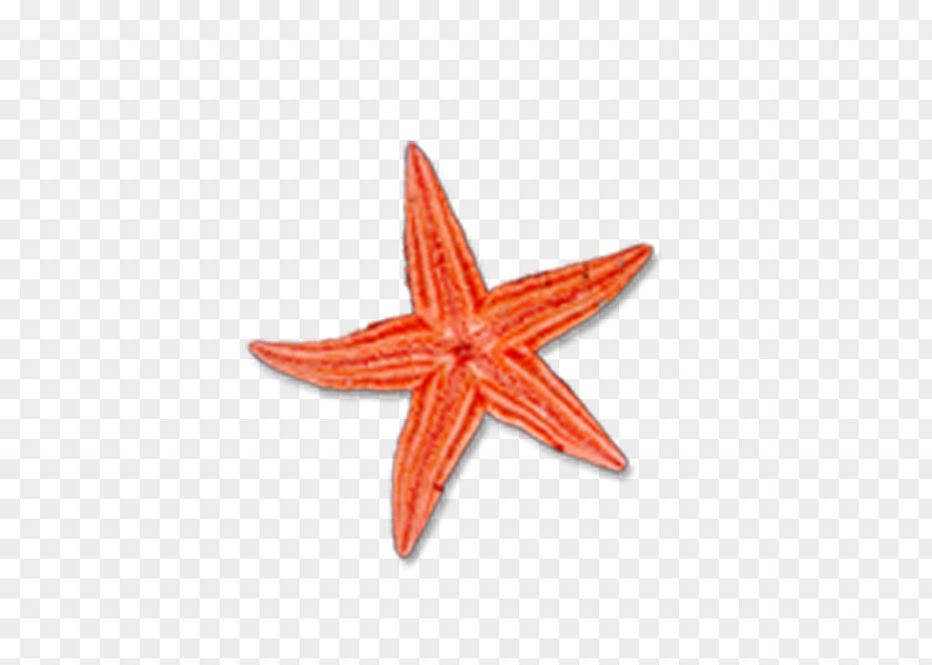 Starfish Islam Religion Symbol Clip Art PNG