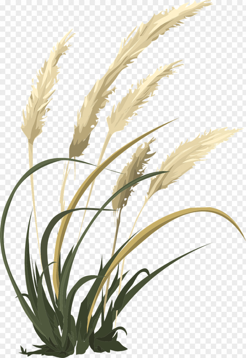 Wheat Agropyron Wheatgrass Flowering Plant PNG