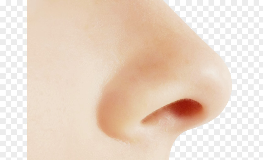 Human Nose PNG