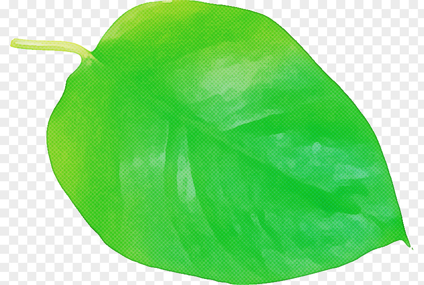 Leaf Green Fruit Biology Plants PNG