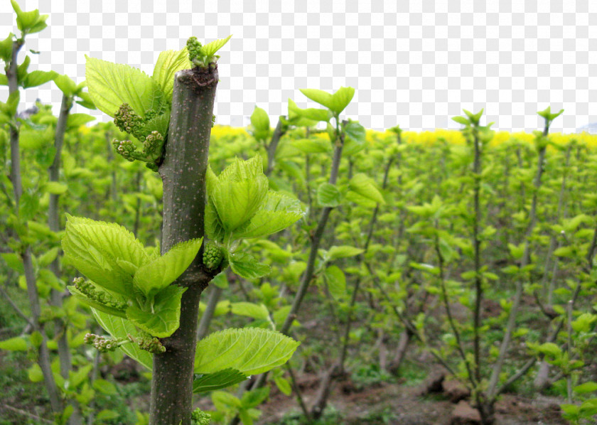 Mulberry Field White Leaf Extract AliExpress PNG
