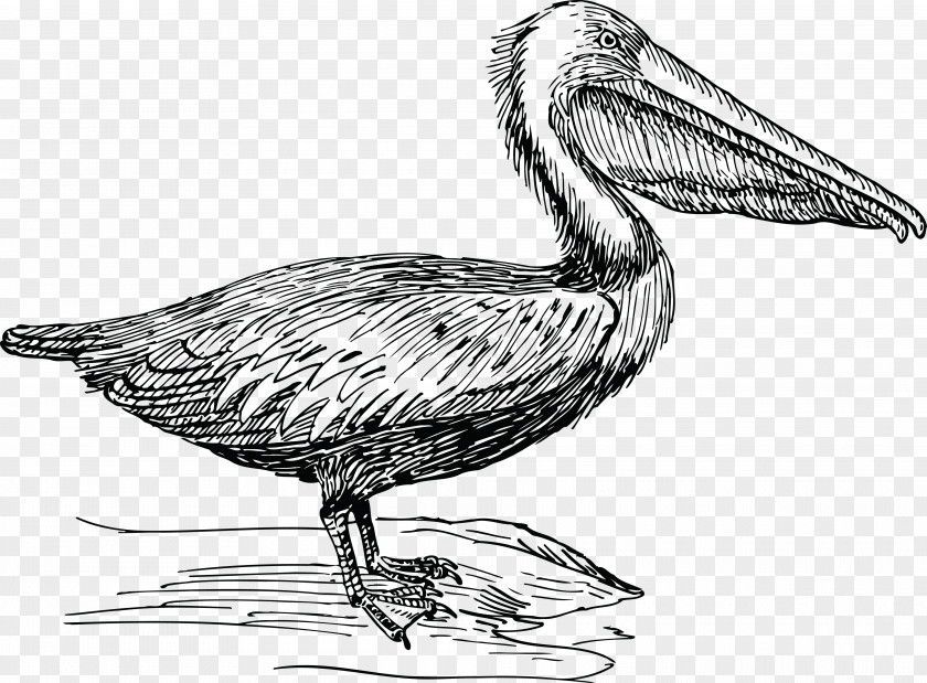 Pelican Drawing Birds Clip Art PNG