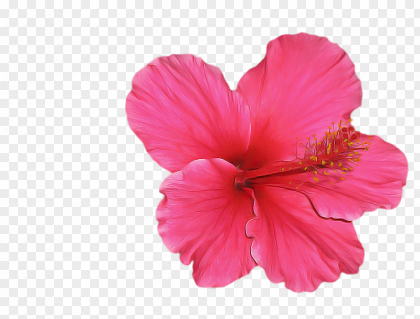 Petal Flower Pink Hawaiian Hibiscus PNG