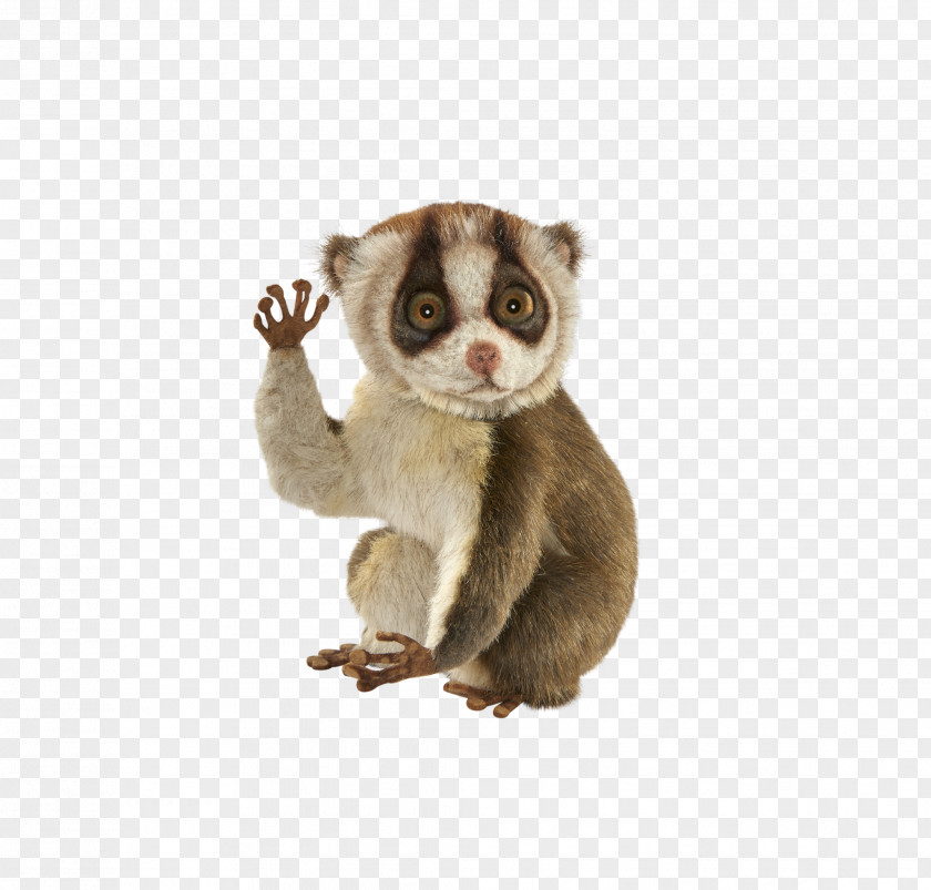 Slow Loris Primate Stuffed Animals & Cuddly Toys Fur Sloth PNG