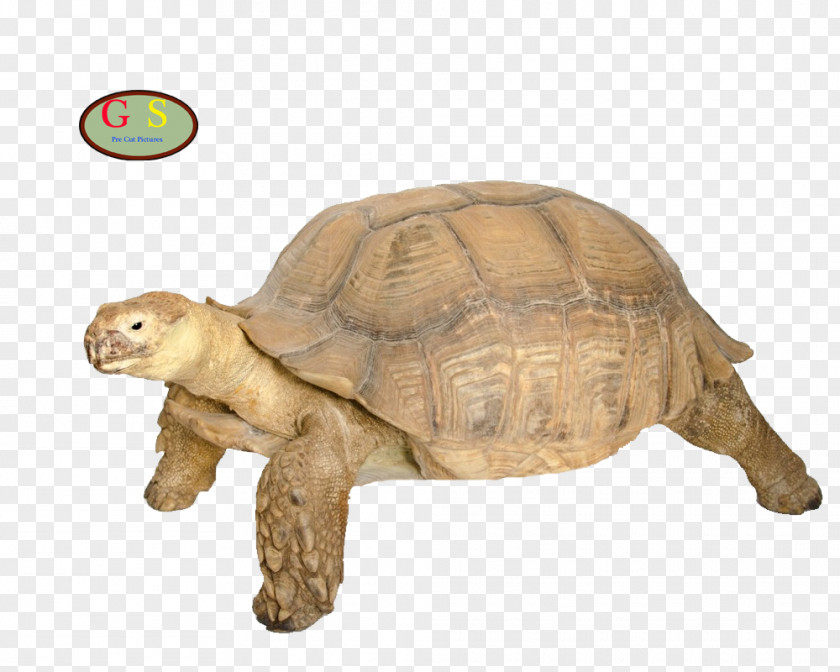 Children Box Turtle Tortoise Reptile M4 Sherman PNG