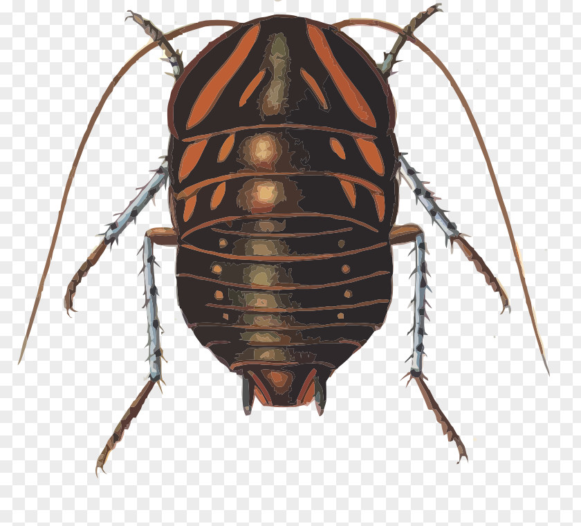 Cockroach Blattidae Dictyoptera Polyzosteria Mitchelli Blaberidae PNG