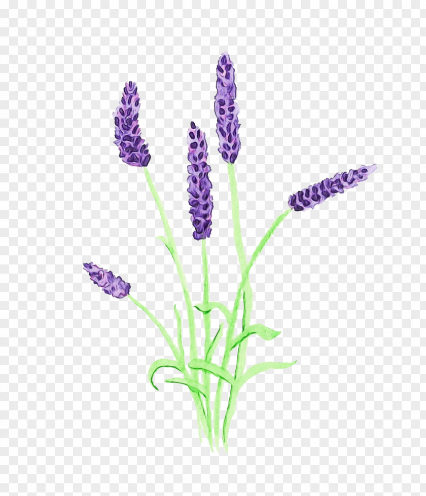 Egyptian Lavender Fernleaf Purple Watercolor Flower PNG
