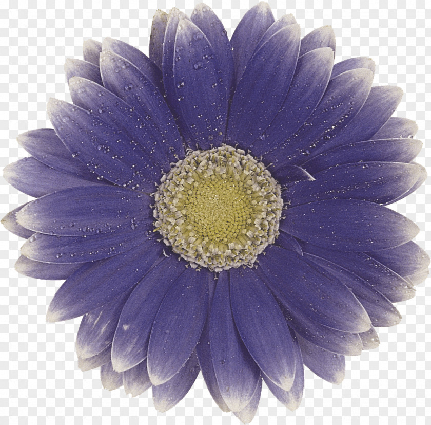 Gerbera Transvaal Daisy Photography Flower Clip Art PNG