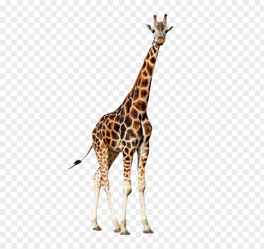 Giraffes Northern Giraffe Photography Giraffidae PNG