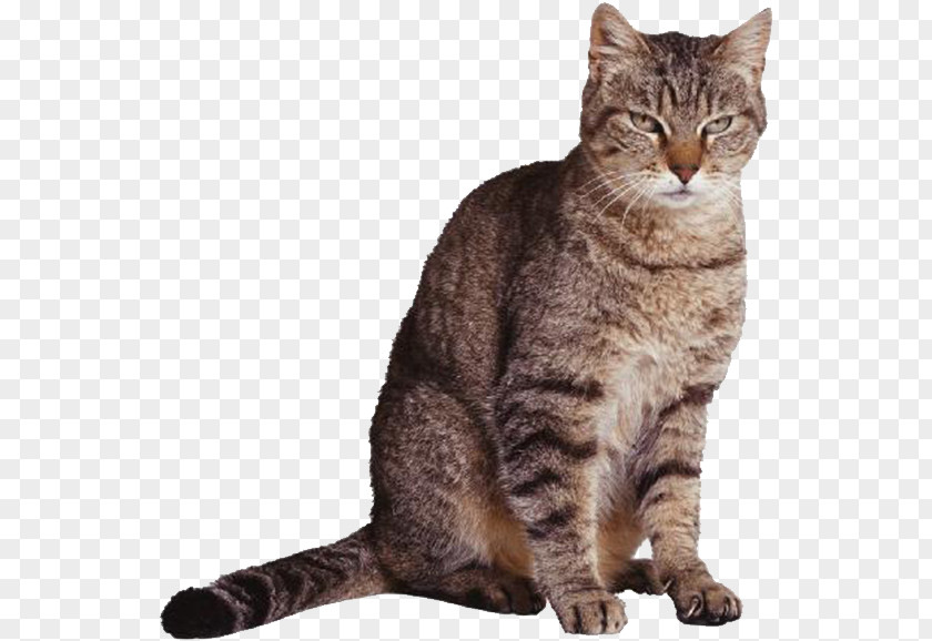 Gray Kitten Scottish Fold Your Talking Cat Cougar Felidae PNG