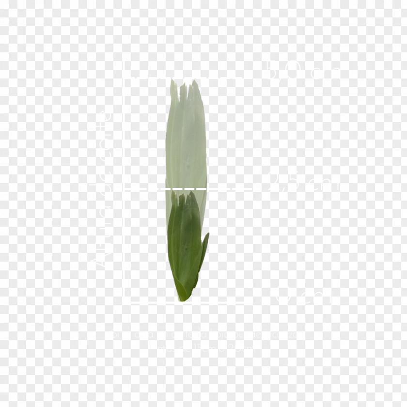 Leaf Plant Stem PNG