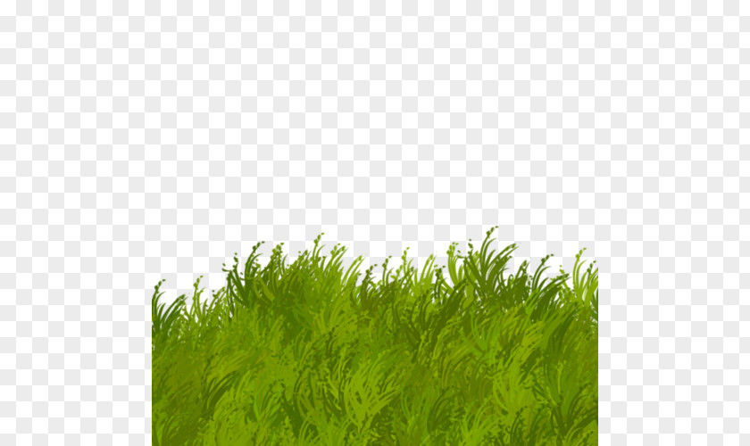 Love The Natural Environment Herbaceous Plant Green Clip Art PNG