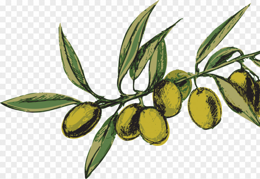 Olive Oil Nocellara Del Belice Oliveraie PNG