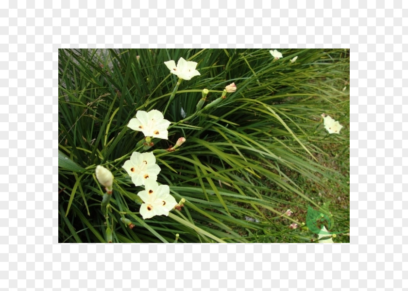 Plant Dietes Iridioides Bicolor Moraea Garden PNG