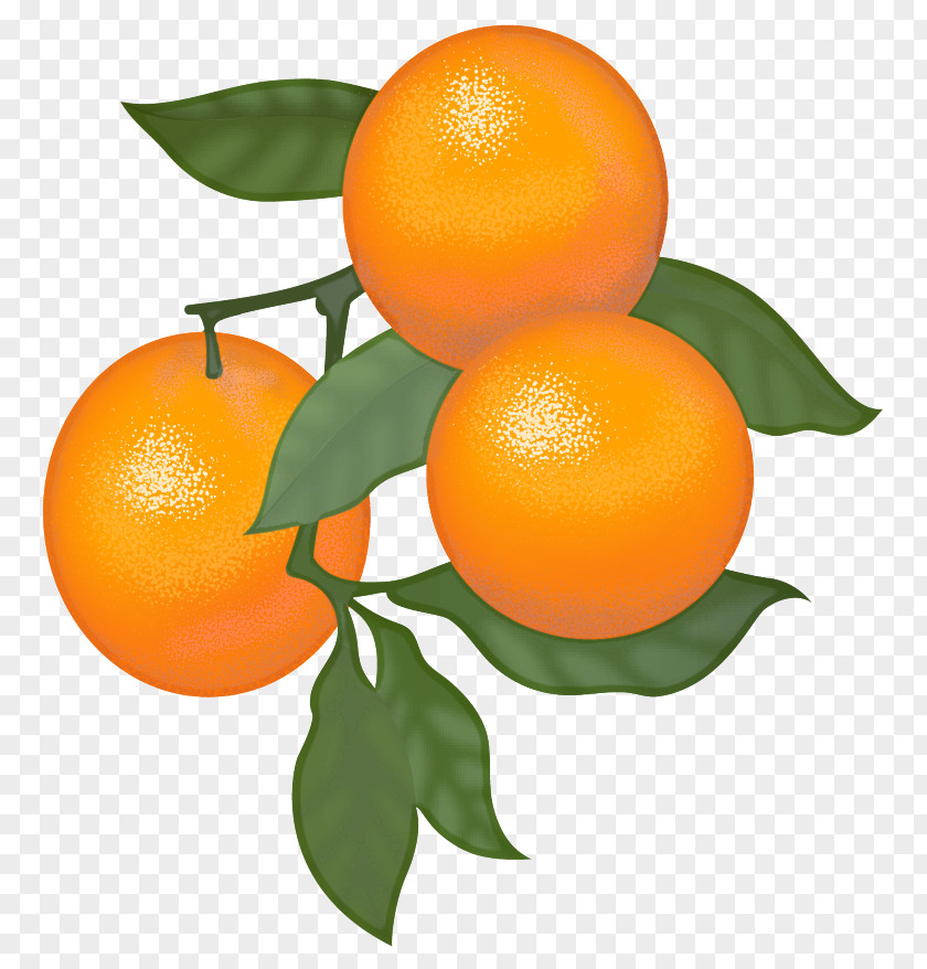 Valencia Orange Bitter PNG