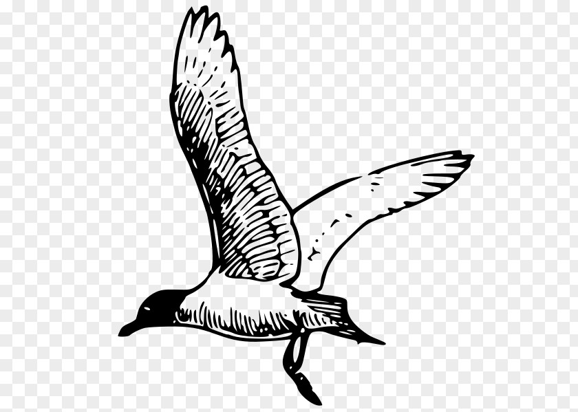 Bird Gulls Line Art Drawing Clip PNG