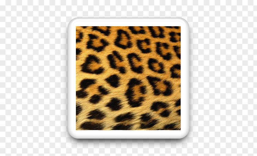 Cheetah Jaguar Animal Print Tiger Ocelot PNG