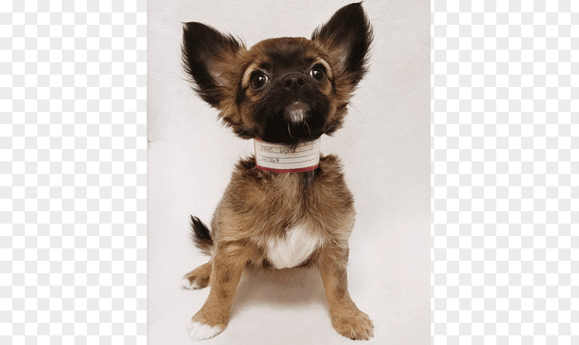 Chihuahua Puggle Beagle Puppy PNG
