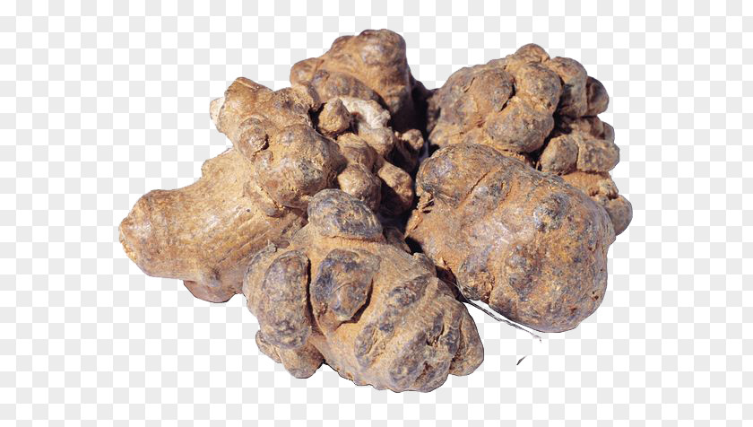 Creative Mother Ginger Panax Notoginseng Chinese Herbology Medicine Extract PNG