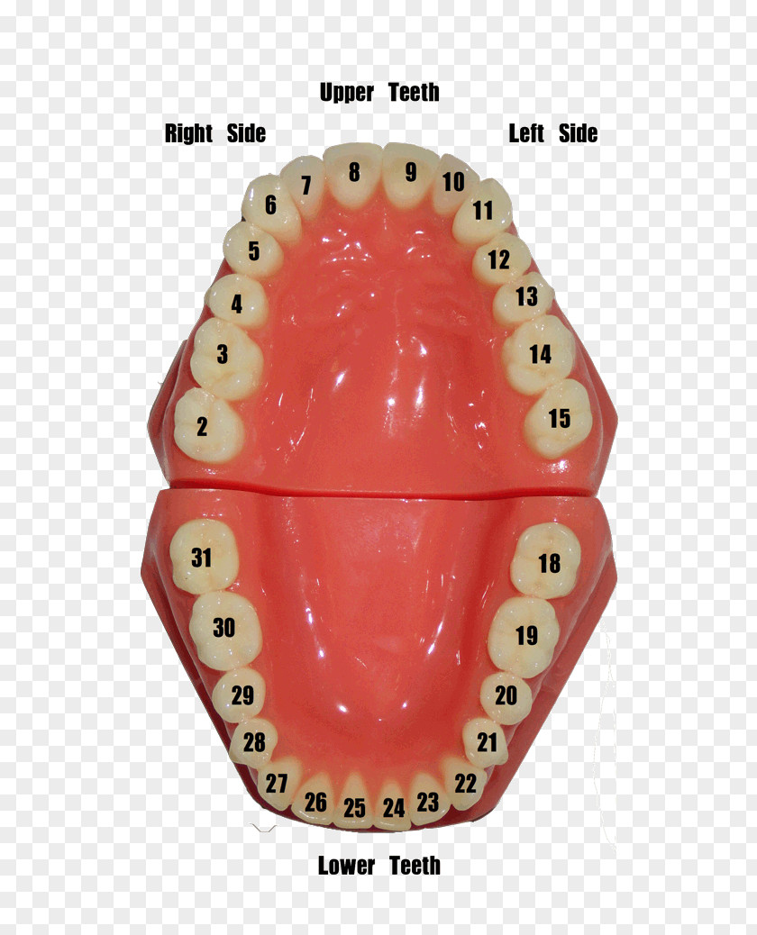Dental Mirror Human Tooth Dentistry Number Gums PNG