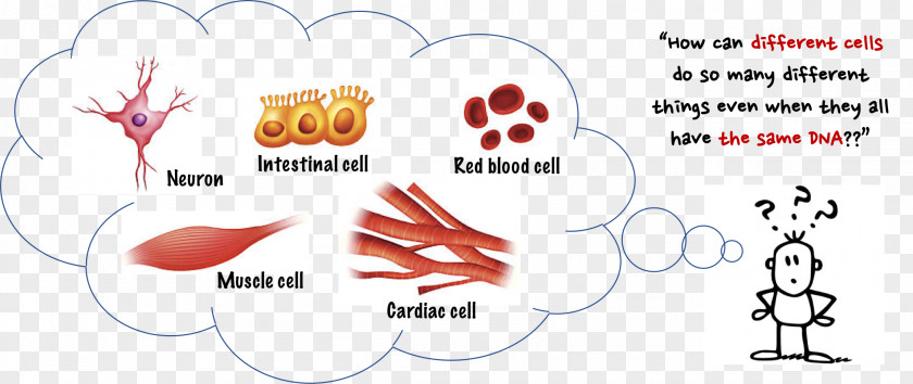 Human Cells Epigenetics DNA Methylation Cell Epigenome PNG