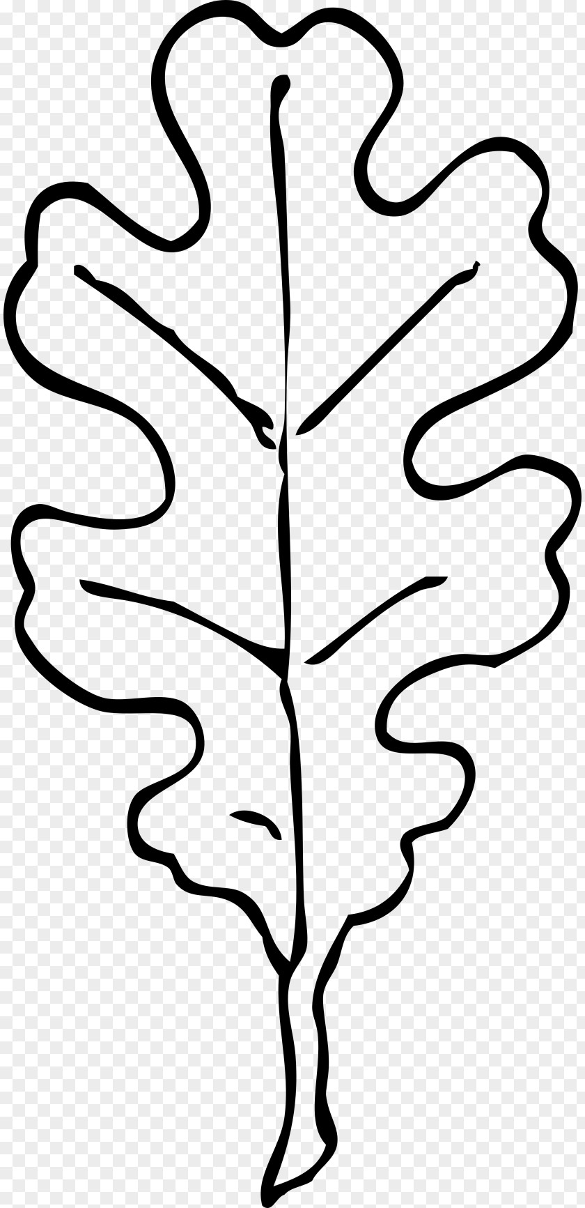 Leaf Black White Oak Drawing Clip Art PNG