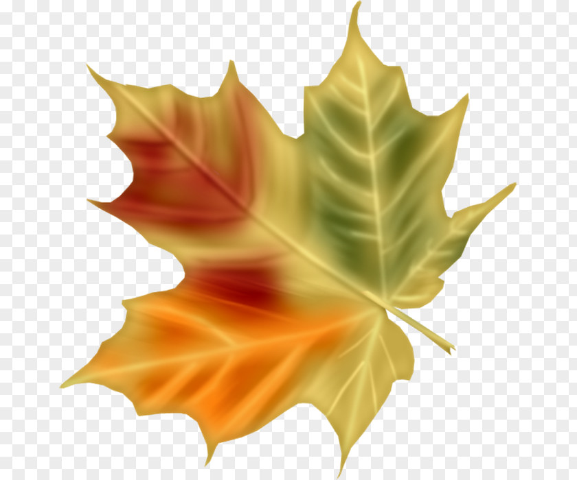Leaf Digital Painting Clip Art PNG