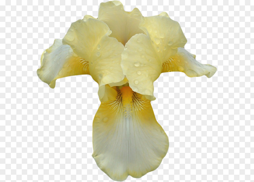 Perfume Irises Orchids Cosmetics PNG