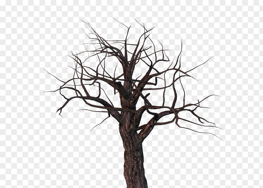 Tree Twig Snag Branch PNG
