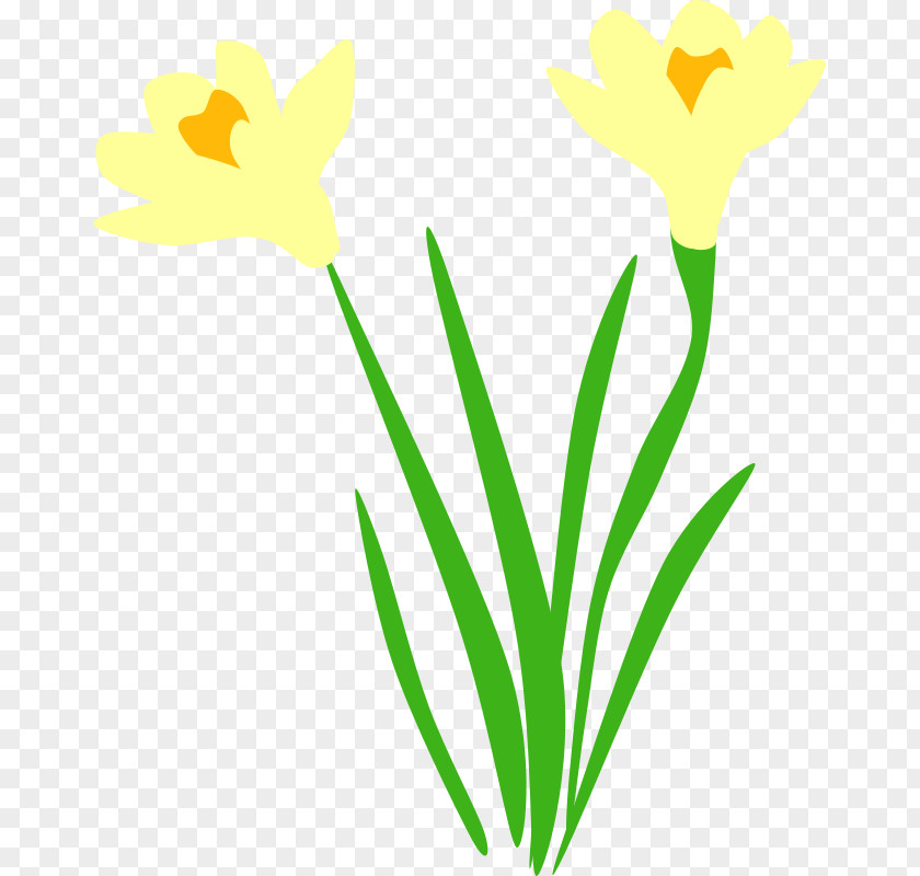Flora Narcissus Pseudonarcissus Clip Art PNG