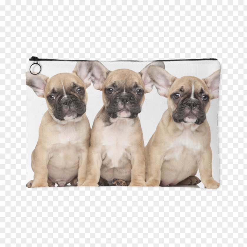 French Bulldog Yoga Puppy Old English Desktop Wallpaper PNG