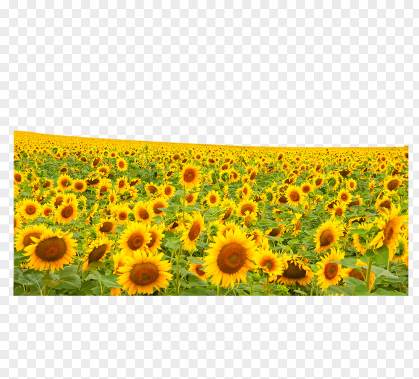 Sunflower Flowers Common Hanggin Rear Banner Seed PNG