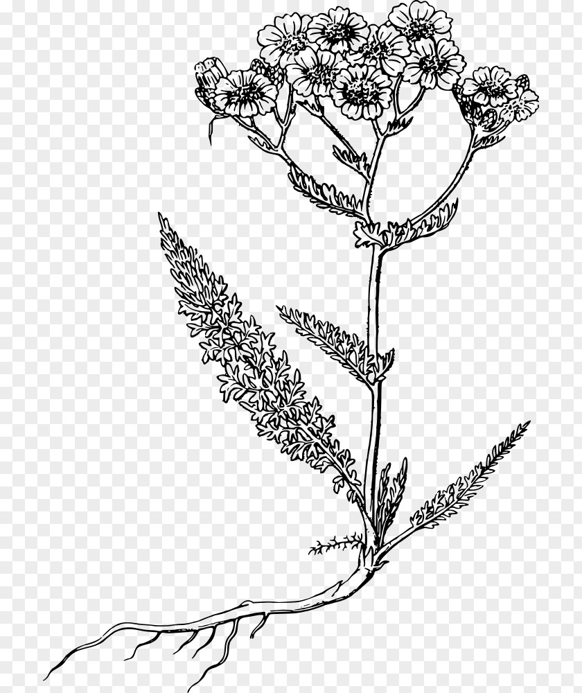 Yarrow Drawing PNG