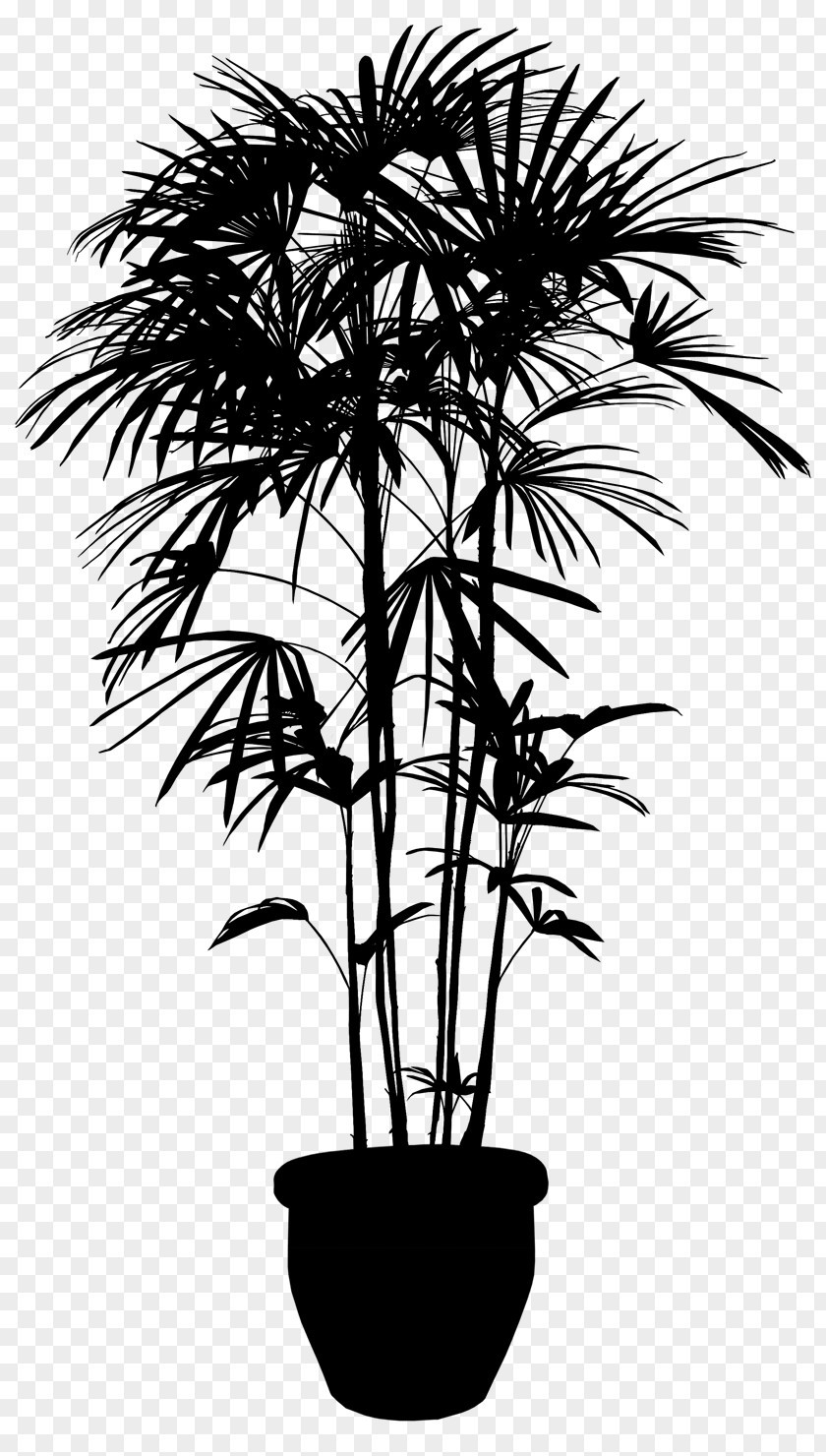 Asian Palmyra Palm Stock Photography Image Vector Graphics Plants PNG