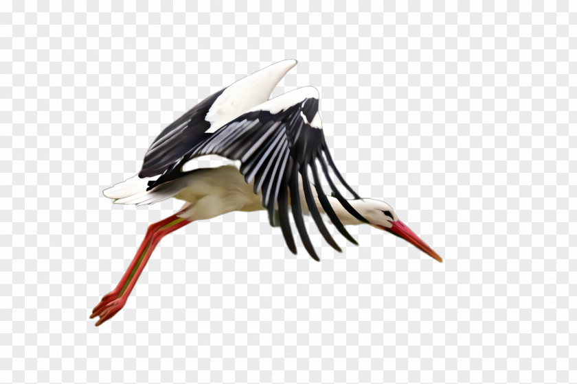 Black Stork Feather PNG