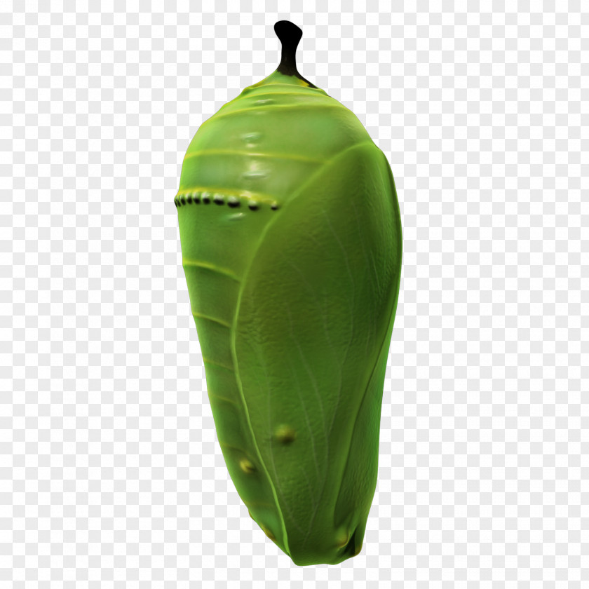 Caterpillar Insect Invertebrate Leaf PNG