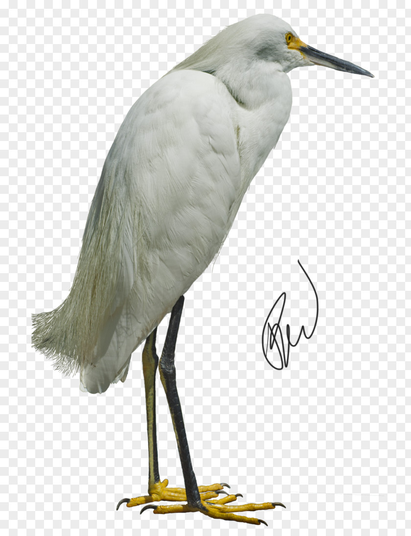 Egret Solar Term Great Bird Heron White Stork PNG