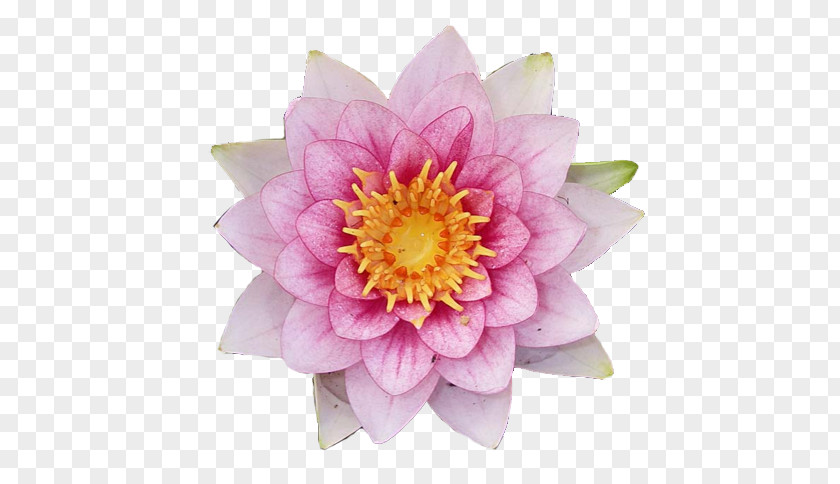 Flower Nakshatra Glog Anuradha Astrology PNG