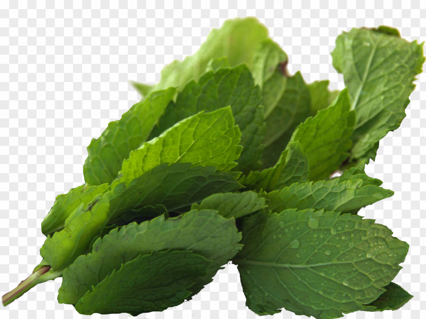 Health Peppermint Herbal Tea Mentha Spicata PNG