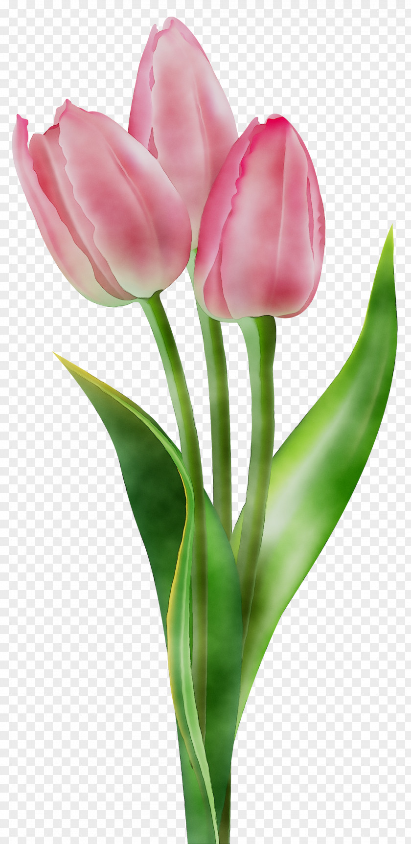 Indira Gandhi Memorial Tulip Garden Clip Art Image Illustration PNG