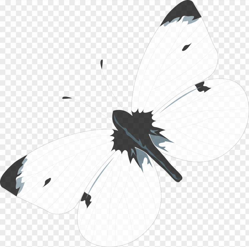 Butterfly Product Design Black PNG